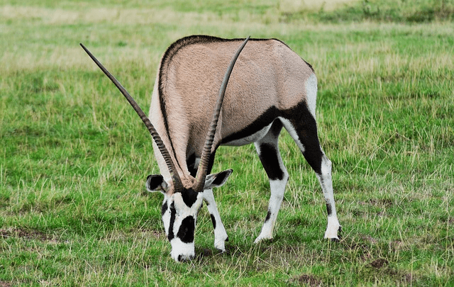 gazelle companies are a catalyst of job creation